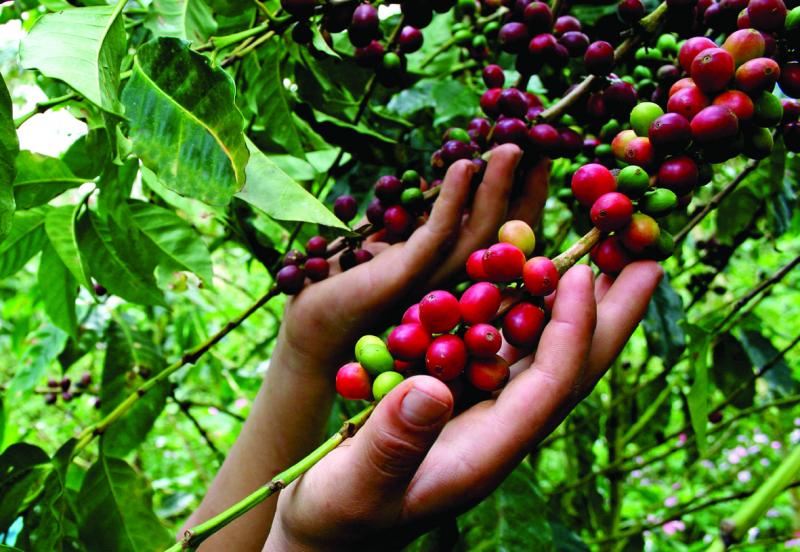 Minagri promovió renovación de 39.314 hectáreas de café que fueron afectadas por roya amarilla