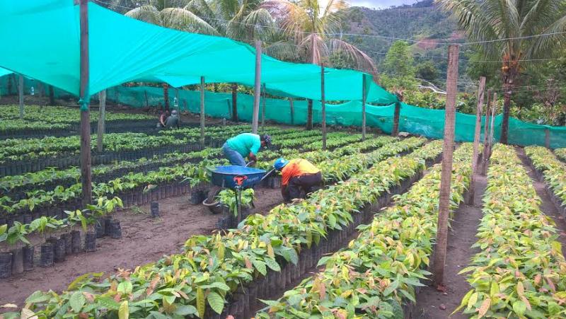 MINAGRI SIEMBRA MÁS DE 1 200 HECTÁREAS DE CAFÉ Y CACAO EN EL VRAEM