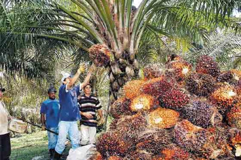 MINAGRI Y ACTORES DE PALMA ACEITERA SE REUNIRÁN EL 22 DE MAYO 