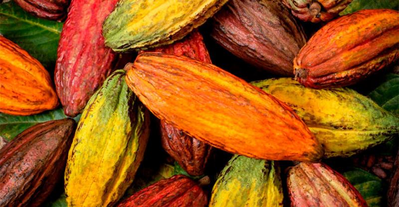 Minam promueve el consumo de cacao libre de deforestación