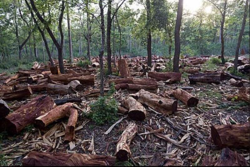 Minan: Área deforestada en 2020 fue la más alta en las últimas dos décadas