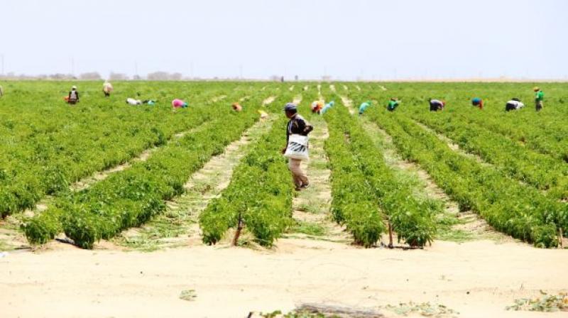 Mineras interesadas en invertir S/ 74 millones en agricultura vía Obras por Impuestos