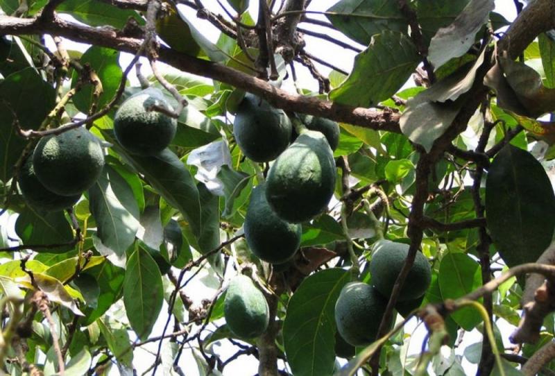 MOQUEGUA: SUPERFICIE DE PALTA HASS SEGUIRÍA CRECIENDO EN 2014 