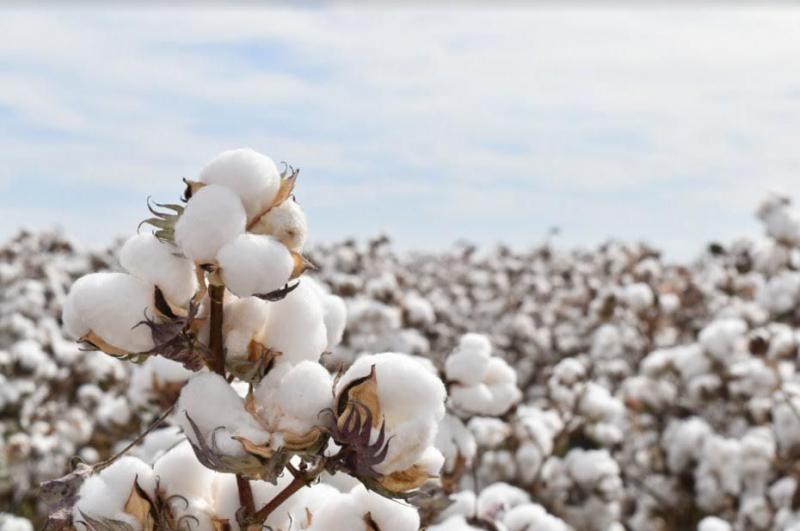 Moratoria a transgénicos es una oportunidad para el algodón peruano