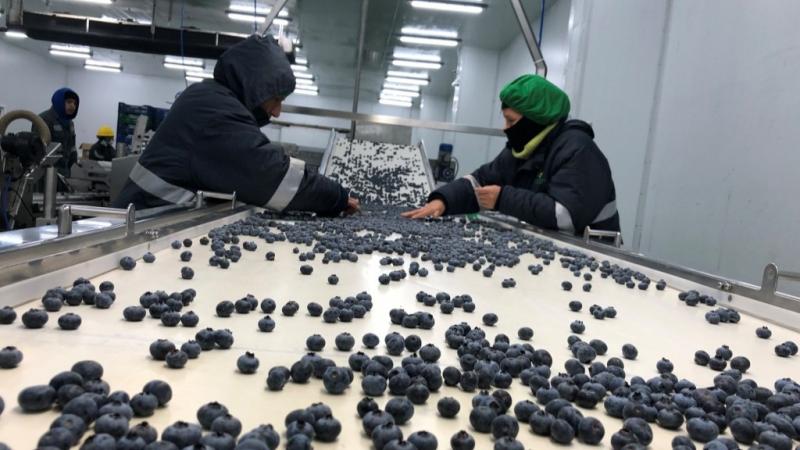 Mover más de 20 mil toneladas de arándanos por semana va a exigir al máximo a toda la cadena en el Perú