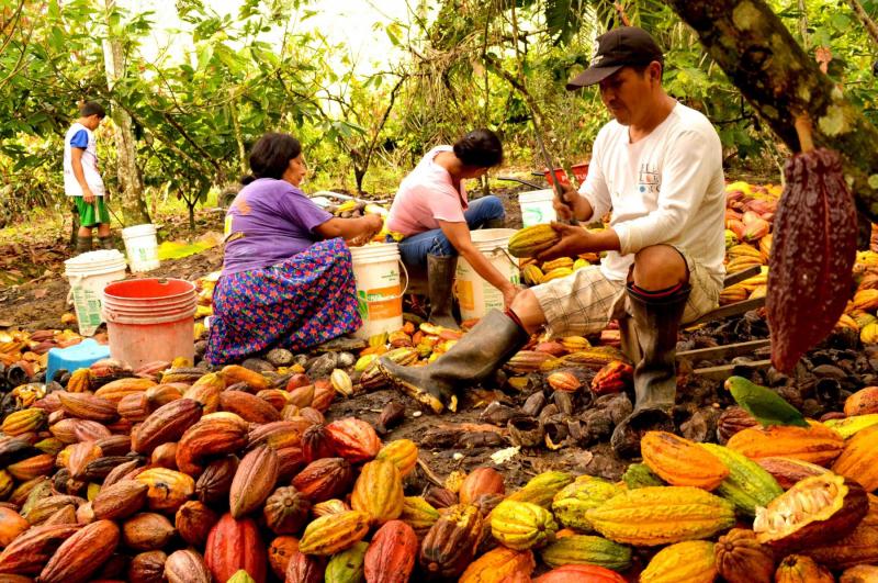 Nace La Asociación Latinoamericana Organizaciones De Pequeños Productores De Cacao 0927