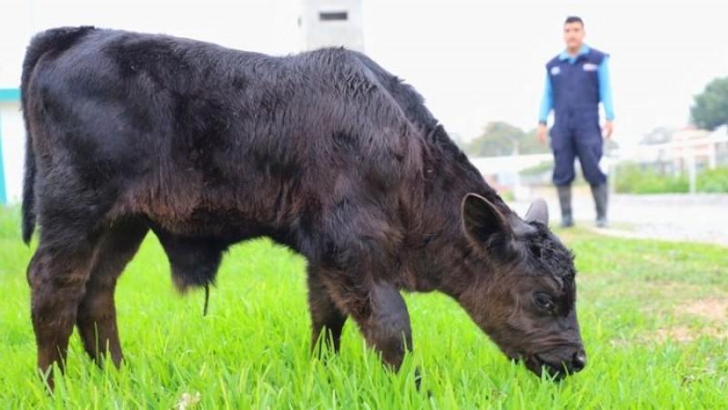 Nacimiento del primer ternero de raza Brangus mejorará los ingresos de productores