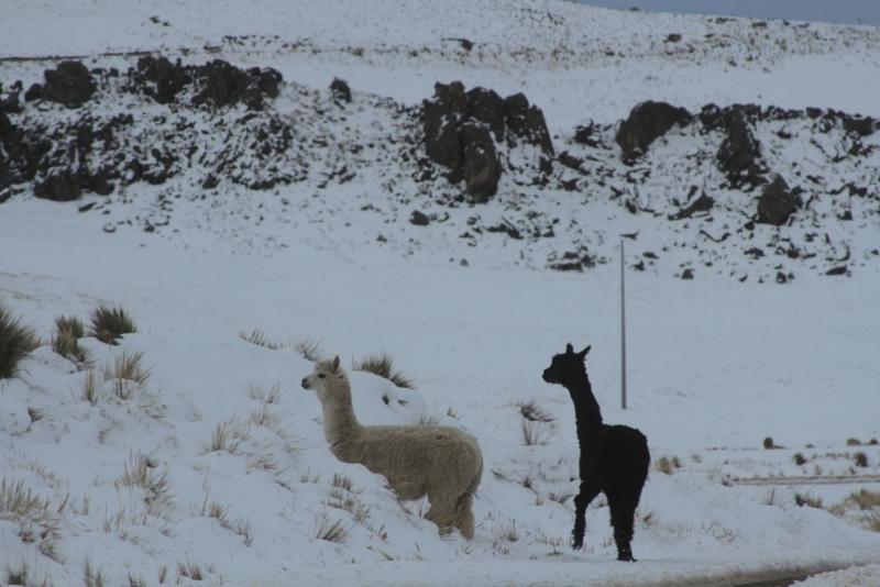 Nevadas afectan a 100 mil alpacas
