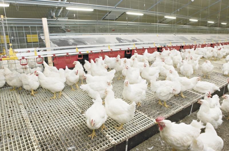 No solo plaguicidas, sino promotores de crecimiento para animales causan preocupación sobre la inocuidad de alimentos