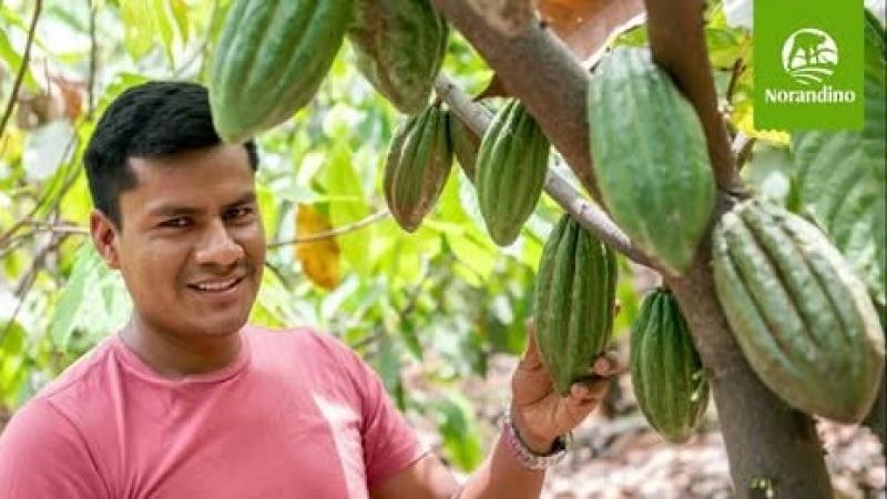 Norandino exportaría 1.000 toneladas de cacao en grano y 1.000 toneladas de pasta de cacao este año, lo que representaría un alza de +25% en cada línea