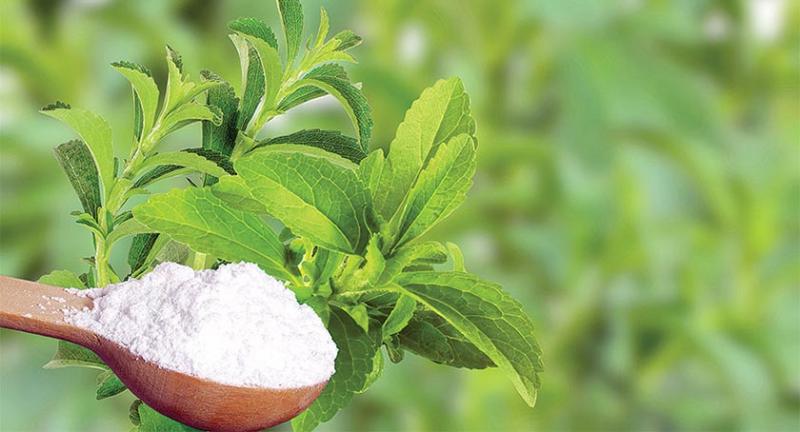 Notable caída en la exportación de stevia