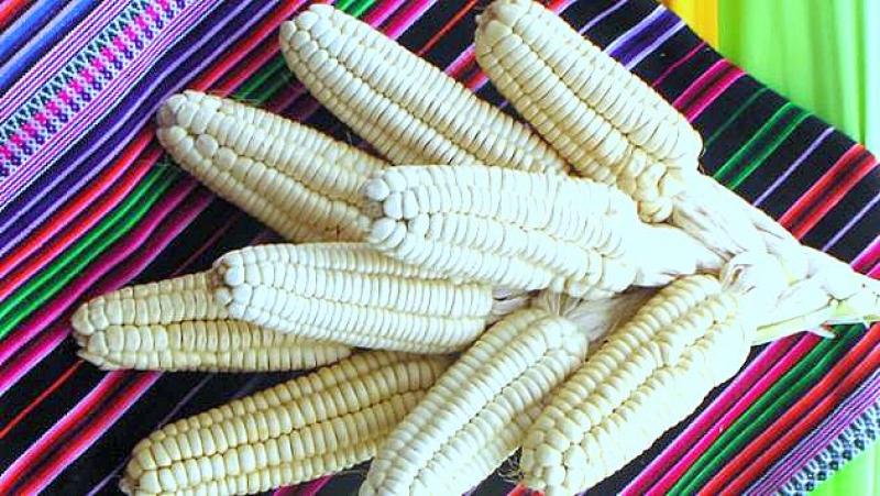 Notoria caída en la exportación de maíz blanco del Cusco