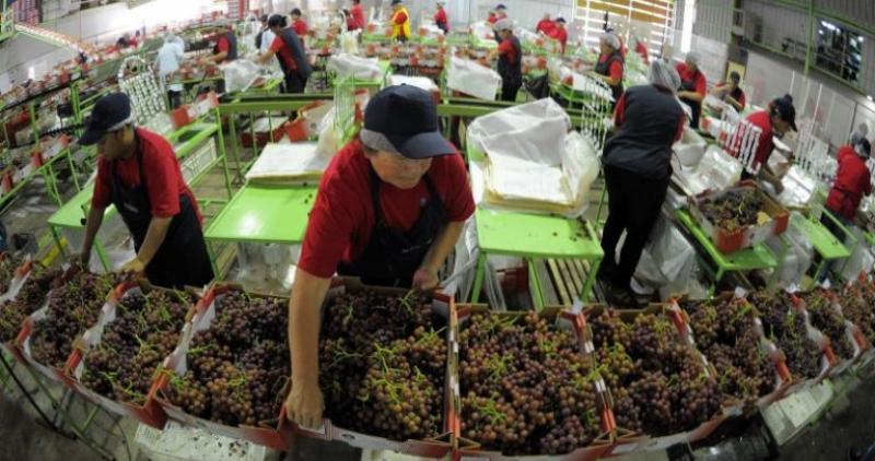 Notoria caída en la importación de uvas