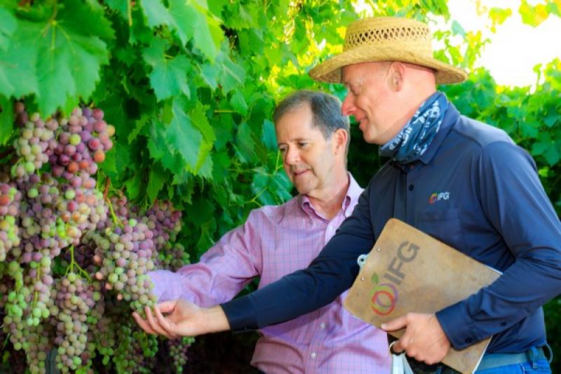 Nuevas variedades de uva logran equilibrar los deseos de los consumidores y las necesidades de los productores