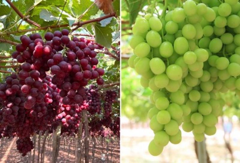 Nuevas variedades de uva representan alrededor del 68% de la producción peruana total de esta fruta