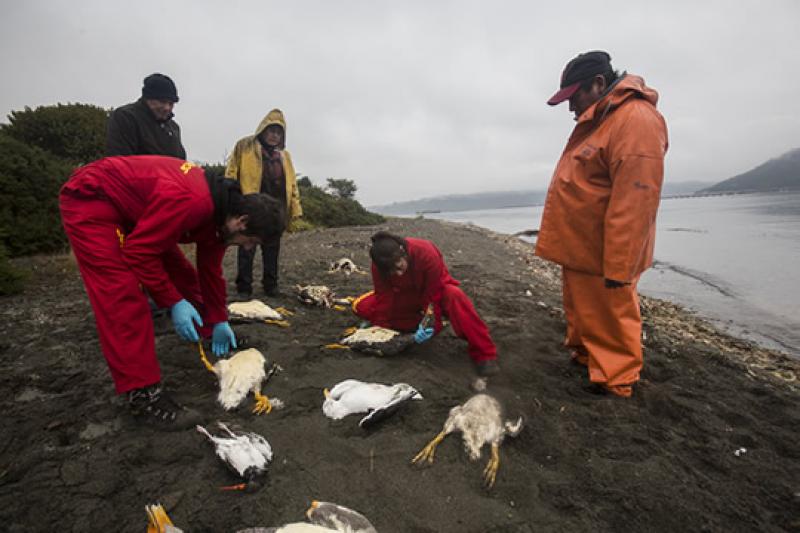 NUEVE MIL TONELADAS DE SALMONES DESECHADOS AL MAR CAUSAN CATÁSTROFE AMBIENTAL EN CHILE