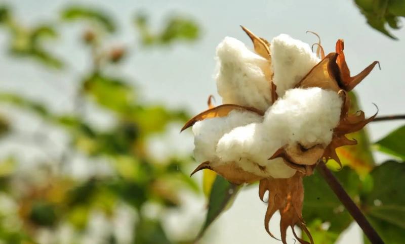 Nuevo impulso a la producción de algodón peruano busca desarrollar 10 mil hectáreas en primera etapa