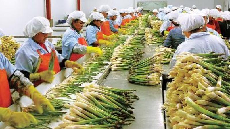 Número de empresas agroindustriales y de agro tradicional vinculadas a la exportación baten récord entre enero y agosto