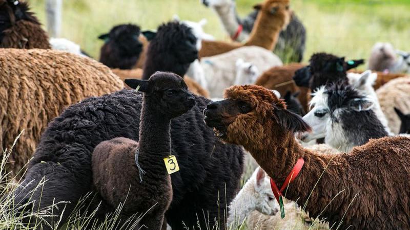 Obtienen tecnología para reproducción de alpacas macho en Puno