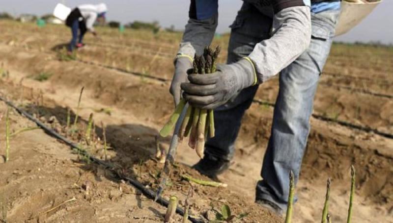 OCDE pide cambiar los subsidios agrícolas para aumentar su eficacia