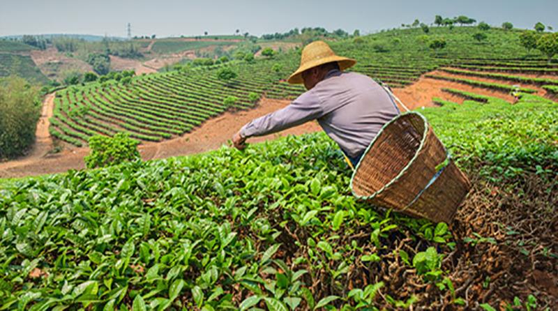 OCDE pide reducir las ayudas al sector agrícola que perturben el comercio