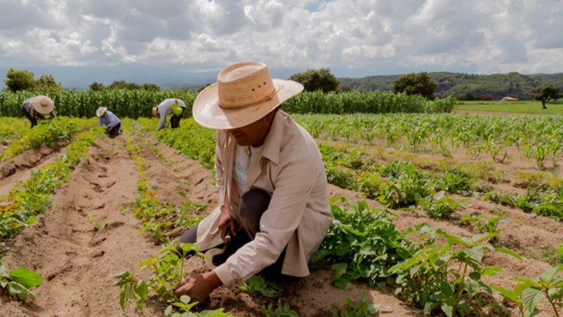 OCDE recomendó al Perú eliminar beneficios tributarios a empresas agroexportadoras