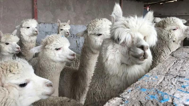 Ocho marcas textiles no venderían más prendas de alpaca peruana