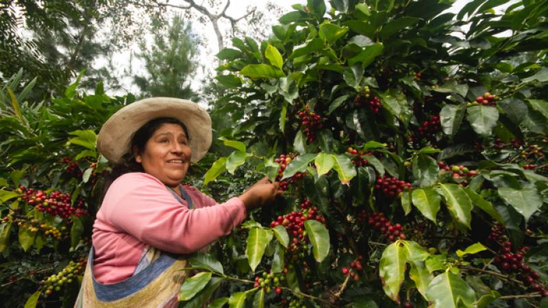 Ocho productores impulsados por Devida participarán en la Convención Nacional del Café y Cacao