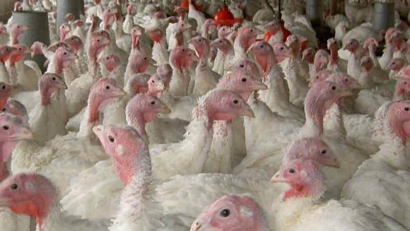 OFERTA DE PAVO AL MERCADO LOCAL LLEGARÁ A LOS 2 MILLONES DE UNIDADES