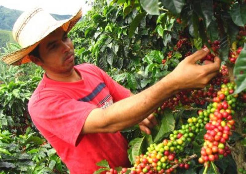 Olam y Perhusa lideraron exportaciones peruanas de café