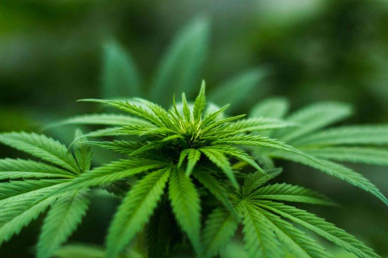 OMS recomendó retirar el cannabis de la lista de drogas peligrosas