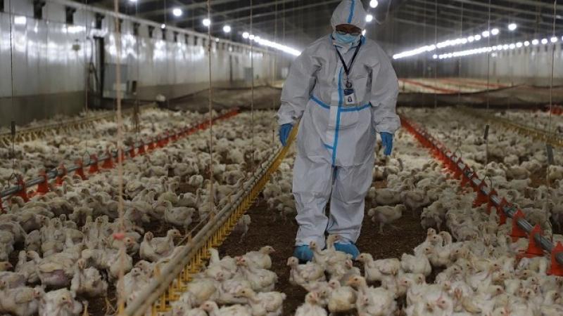 OMSA ratificó a Perú como país libre de influenza aviar en aves de corral