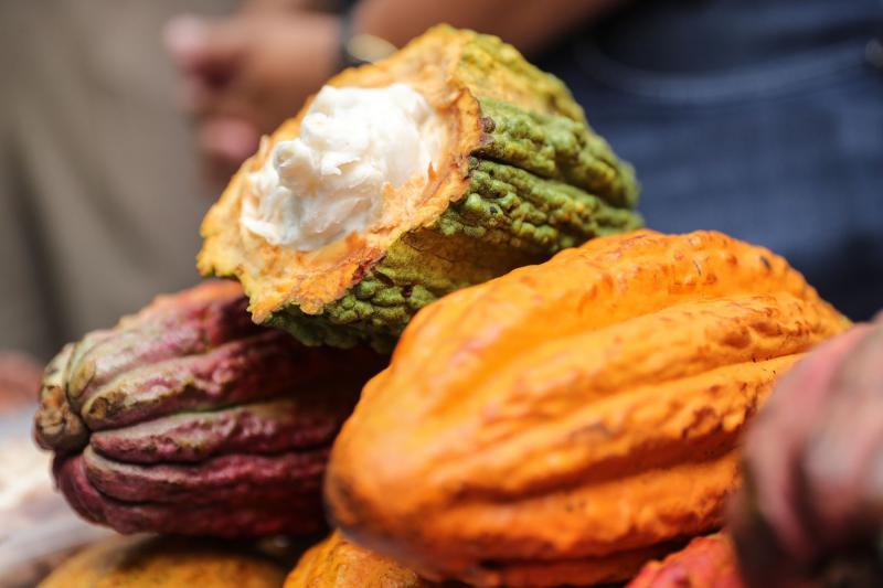 Origen del cacao estaría en Perú