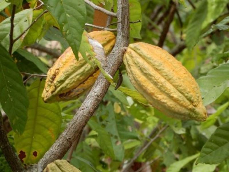 Origen Peruano Del Cacao Investigaci n Confirma Que Surgi En La 