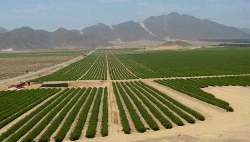 Óscar Salazar Chiappe es elegido presidente del directorio para el proyecto Olmos