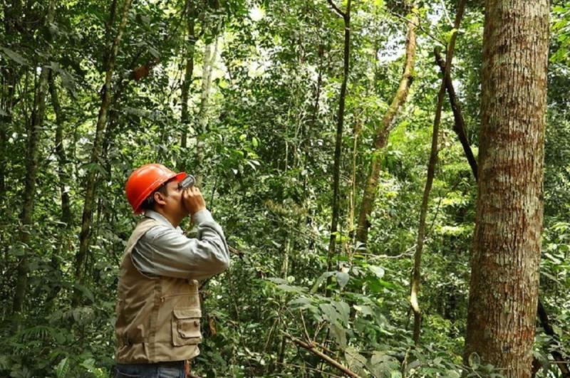 Osinfor prepara el camino para supervisar contratos agroforestales en la Amazonía