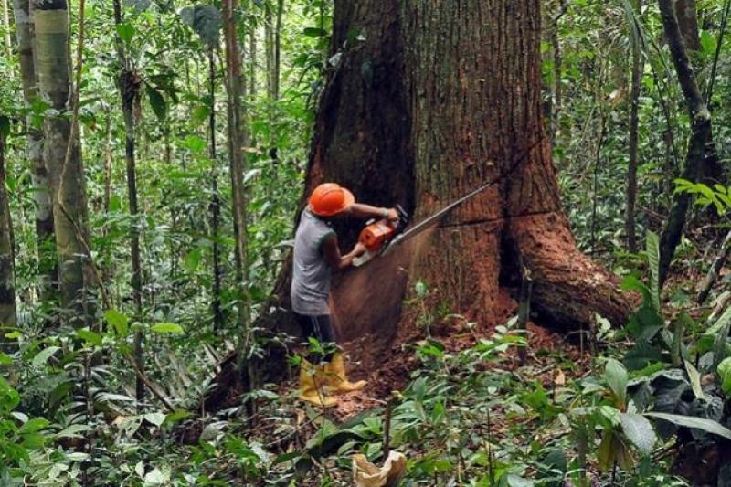 Osinfor y Pro-Bosques presentan propuestas para mejorar participación de comunidades