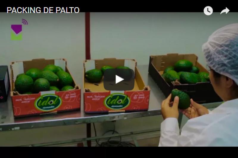 Packing de palto de Sunfruits (Video)