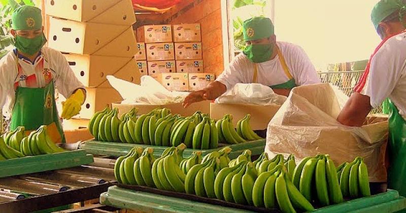 Países Bajos y Estados Unidos son los principales importadores de banano peruano