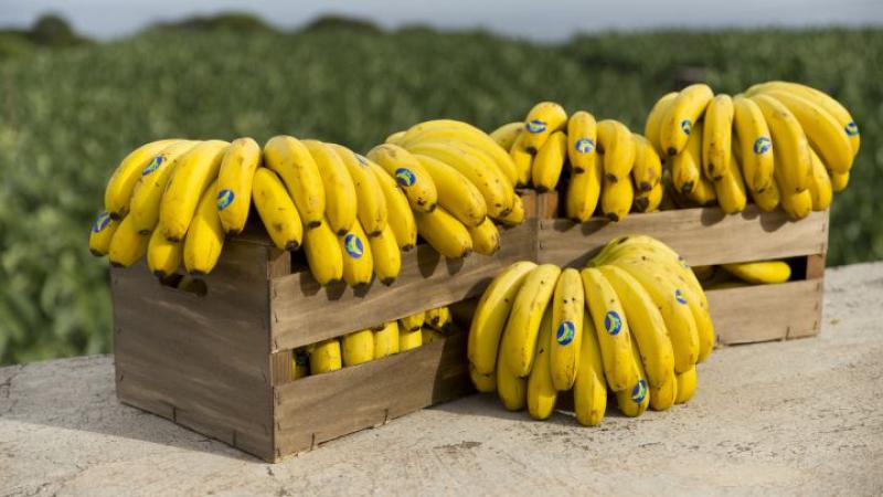 Países de la Unión Europea suministraron 594.198 toneladas de bananas en 2020