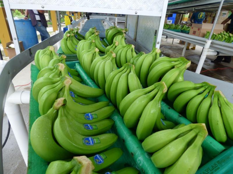 Países exportadores de banano enfrentan problemas