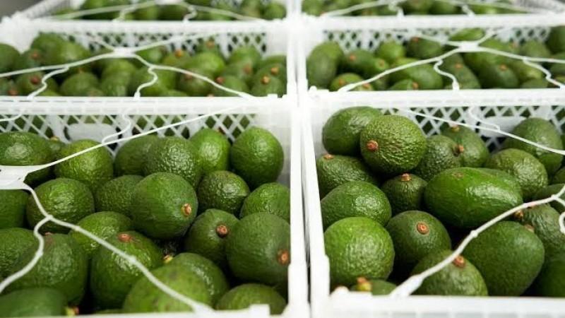 Palta fresca, el tercer producto más exportado en volumen desde Callao hasta julio
