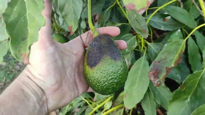 Palta, granada y olivo presentan daños por “excesivo calor”