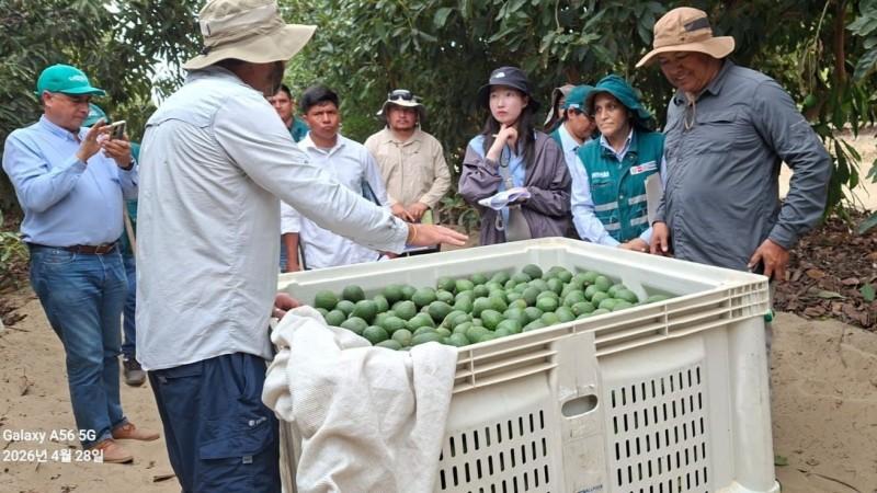 Palta Hass peruana conquista Corea: Autorizan inicio de envíos para la campaña 2026