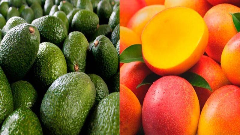 Palta, mandarina y mango son las frutas peruanas más demandas en el mercado del Reino Unido en el primer semestre