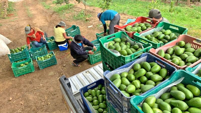 Palta orgánica representó el 2.8% del valor de las exportaciones de palta de Perú en 2025