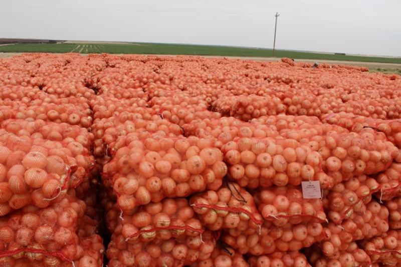 PAMPA BAJA COSECHARÁ SUS PRIMERAS TM DE CEBOLLA Y PÁPRIKA EN OLMOS