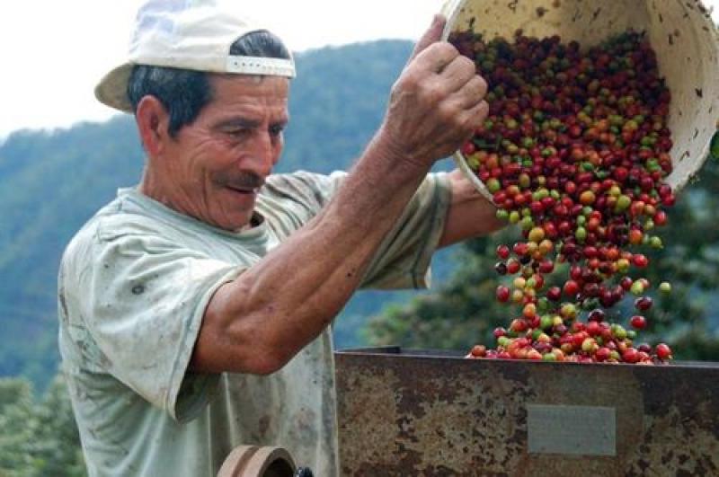 PANGOA PRODUCIRÍA 8.620 TONELADAS DE CAFÉ ESTE AÑO