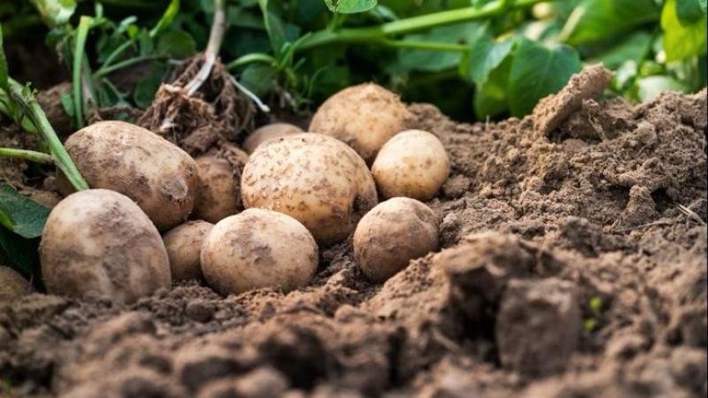 Papa peruana: motor económico, diversidad genética y defensa frente a enfermedades críticas