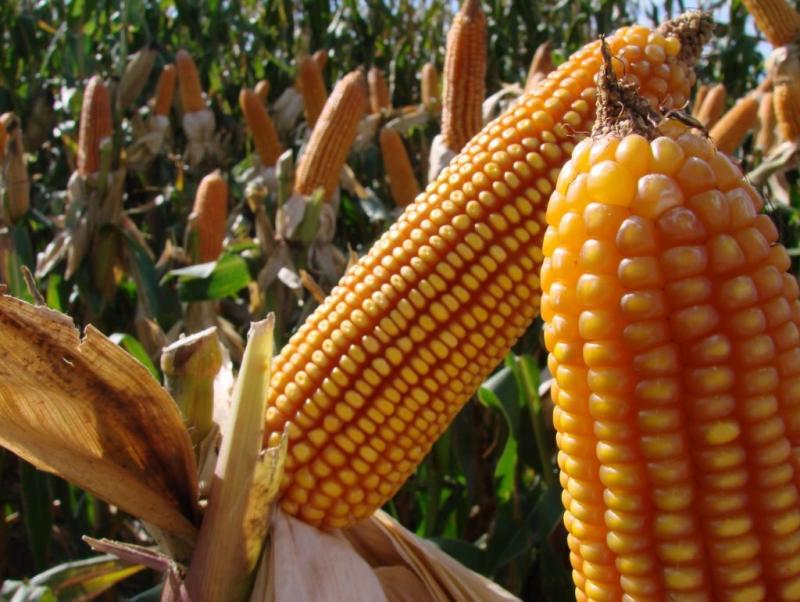 Paraguay preservó 500 mil hectáreas gracias a mayor productividad del maíz transgénico